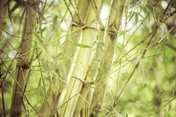 close-up view of several bamboo trees with a vintage effect