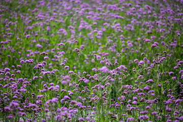 Verbena Bonariensis flowers, Purple flowers in blurred background, Selective focus, Abstract graphic design