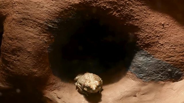 New Mexico Spadefoot Toad looking up at a flashlight beam