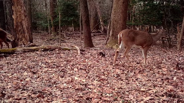 female deer in woods