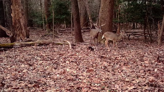 male deer trying to copulate with female deer in wild woods