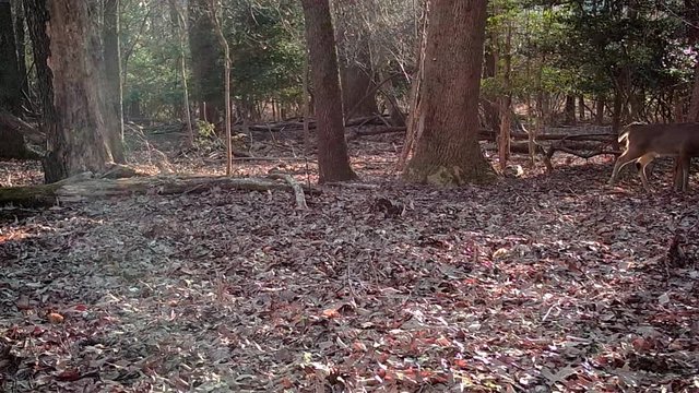 lonely buck in wild woods