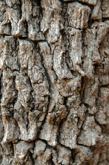 Bark Closeup