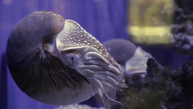 A nautilus swimming against the glass wall of an aquarium fish tank.