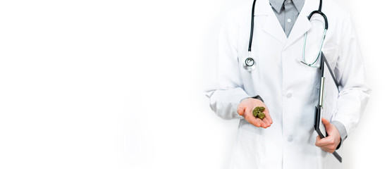 Arzt hält Medizin Cannabis Hanf in geöffneter Hand im Panorama Format