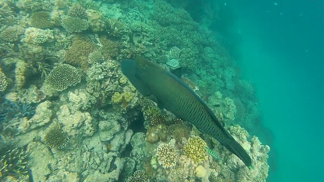 A large blue and green groper fish or Australian wrasse  filmed on the Great Barrier Reef. Cairns Australia.
