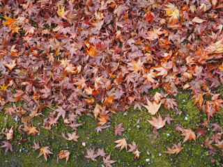 Maple leaves change color in Japan autumn.