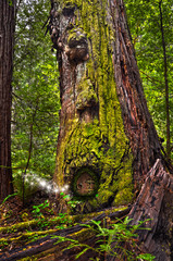 Ancient Mossy Redwood Tree in forest with fairy door and glowing lights/Enchanted Forest with fairy lights