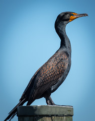 Cormorant