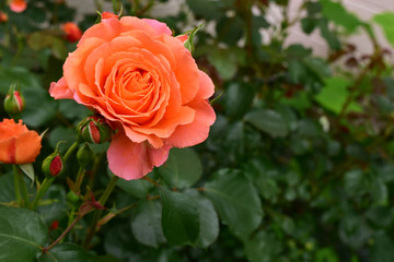 オレンジ色のバラ