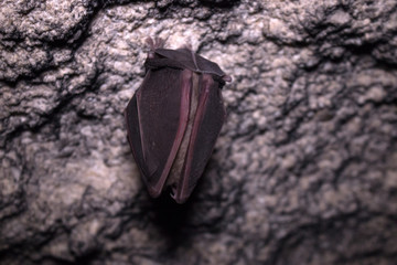 Bats sleep in dungeon. Horseshoe-nosed bat