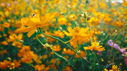 Mexican Aster Bloom beautifully, receive sunlight