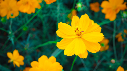 Mexican Aster Bloom beautifully, receive sunlight