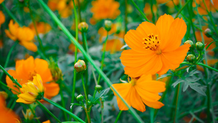 Obraz premium Mexican Aster Bloom beautifully, receive sunlight