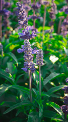 Blue Salvia Bloom beautifully, receive sunlight