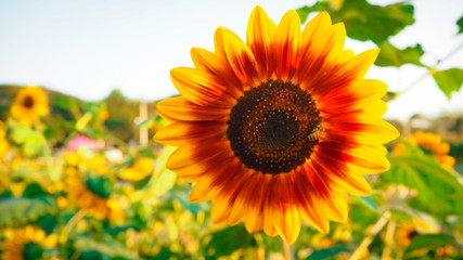 Sunflower blooming beautifully, accepting sunlight