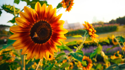 Obraz premium Sunflower blooming beautifully, accepting sunlight
