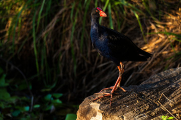 Purple Swamphen waterbird outdoors in the afternoon.