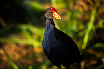 Purple Swamphen waterbird outdoors in the afternoon.