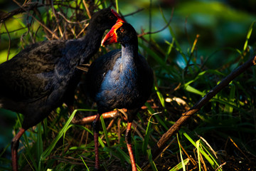 Purple Swamphen waterbird outdoors in the afternoon.