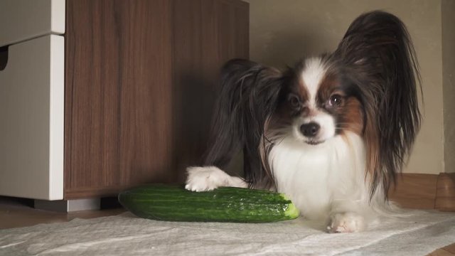 Dog Papillon eats fresh green cucumber with appetite stock footage video