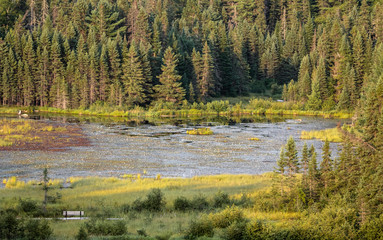 Beaver Pond at dusk from the lookout in Algonquin Park