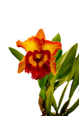 Fresh orange orchid , Isolated on white background