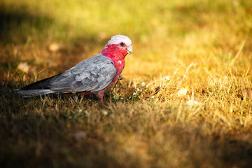 Closeup of a large pink and grey Galah.