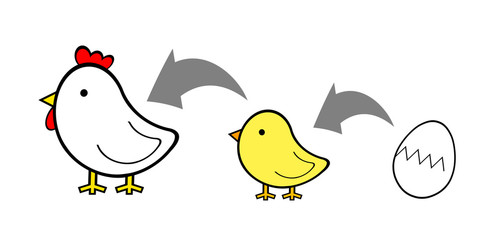 ニワトリの成長過程