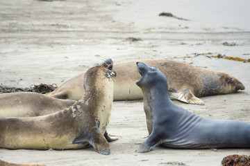 Seal Standoff at San Simeon
