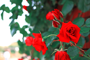 Seasonal scenery where roses are in bloom