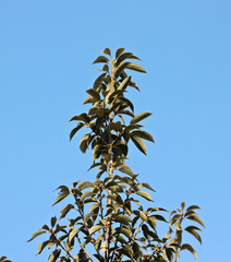 겨울 광나무 잎