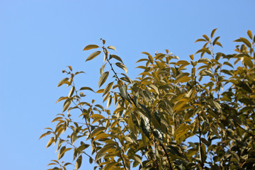 겨울 광나무 잎