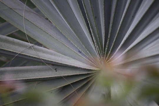 Lieneas de Palmera Plateada