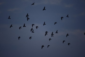 Fototapeta premium Birds of the Sky