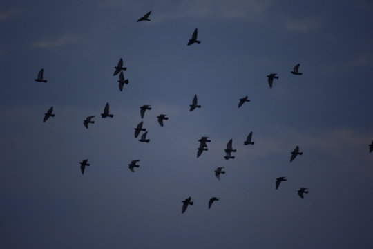 Birds of the Sky
