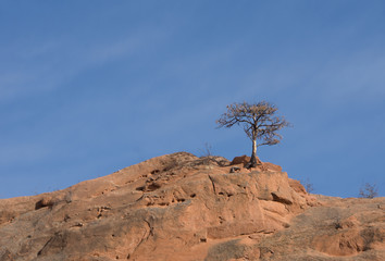 Bare Tree Alone on a Red Rock Mountaintop with Blue Sky