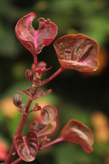 Macro close up photography of a bright pink flower in natural light