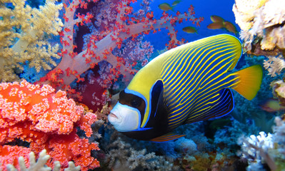 Naklejka na ściany i meble Underwater world in deep water in coral reef and plants flowers flora in blue world marine wildlife, travel nature beauty exploration in diving trip,adventures recreation dive. Fish, corals, creatures