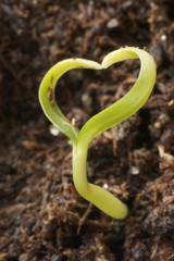 heart shape plant