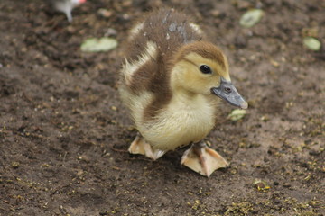Duck close up photography 