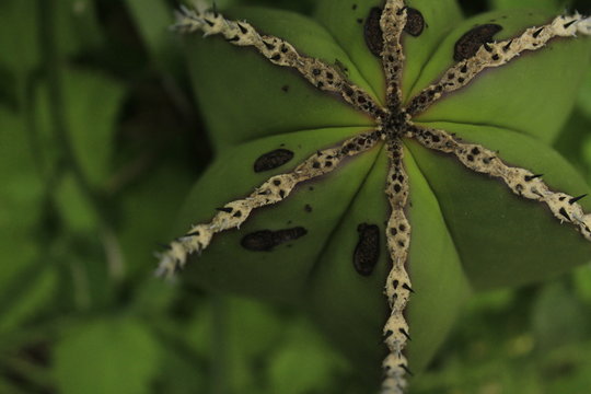 Nature Geometry