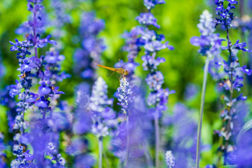 dragonfly on Lavender flower