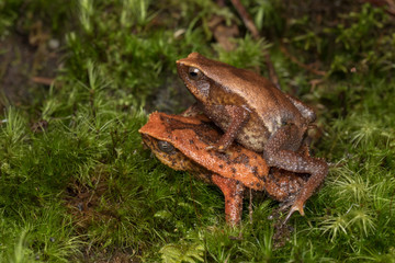 Beautiful Kinabalu Sticky Frog of Sabah, Borneo Island