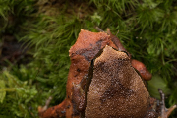 Beautiful Kinabalu Sticky Frog of Sabah, Borneo Island