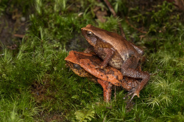 Beautiful Kinabalu Sticky Frog of Sabah, Borneo Island