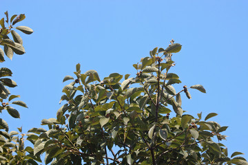 Fototapeta na wymiar 겨울 사철나무 잎
