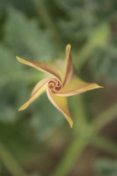 Geometria natural