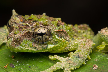 Macro Image of Mossy Tree Frog: Rhacophorus everetti. Sabah, Borneo. Taken at night , Adorable cute mossy tree frog of Borneo 