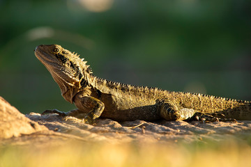 Water Dragon outside during the day in the late afternoon.